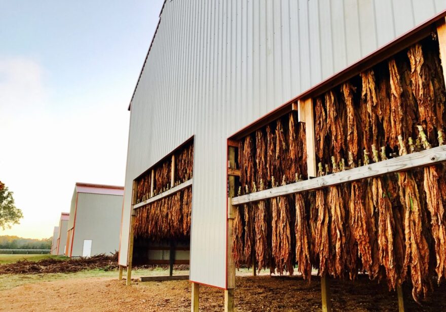 egger tobacco halifax oak EGGER Eurodekor Panel - Tobacco Halifax Oak H1181 egger tobacco halifax oak EGGER Eurodekor Panel - Tobacco Halifax Oak H1181