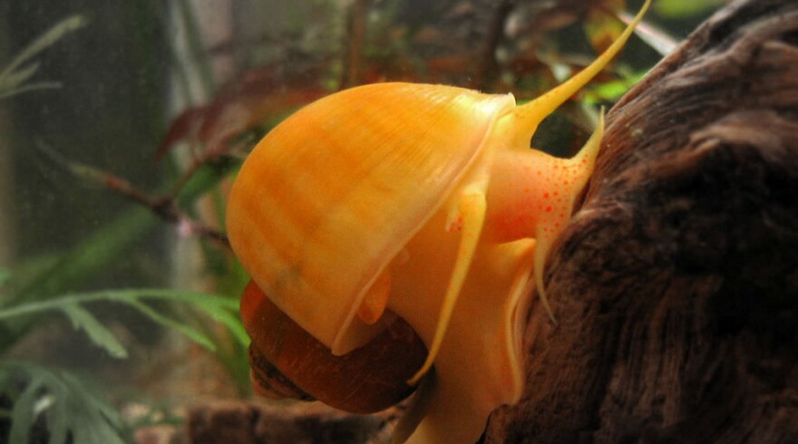 An Island Apple Snail.