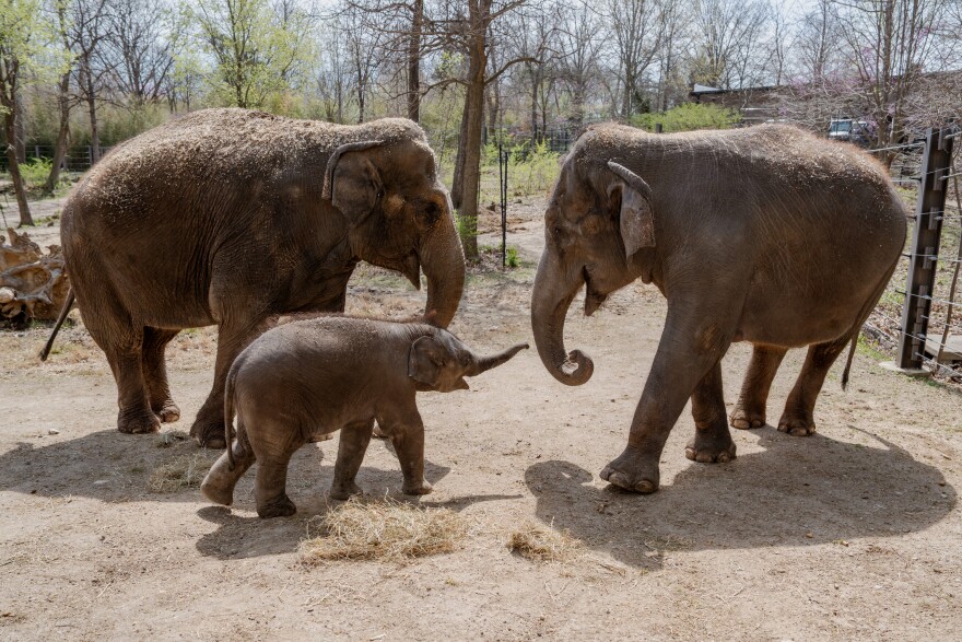 Jet, a 4-month-old Asian elephant, reaches his trunk out to his mom Jade, 18, right, during a behind-the-scenes tour of Elephant Woods on Tuesday, April 1, 2025, at the St. Louis Zoo. Sri, Jet’s 45-year-old elephant aunt, stands to the left.