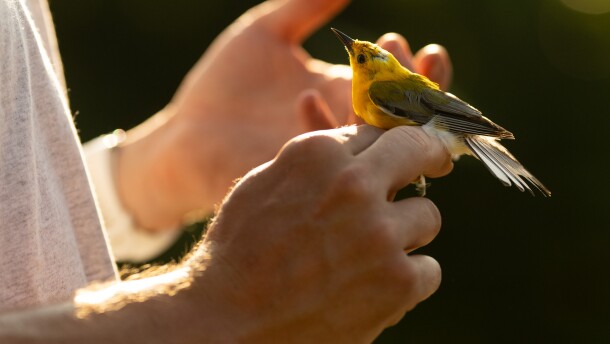 The prothonotary warblers are a small yellow bird that has been found in parts of Southeast Kansas.