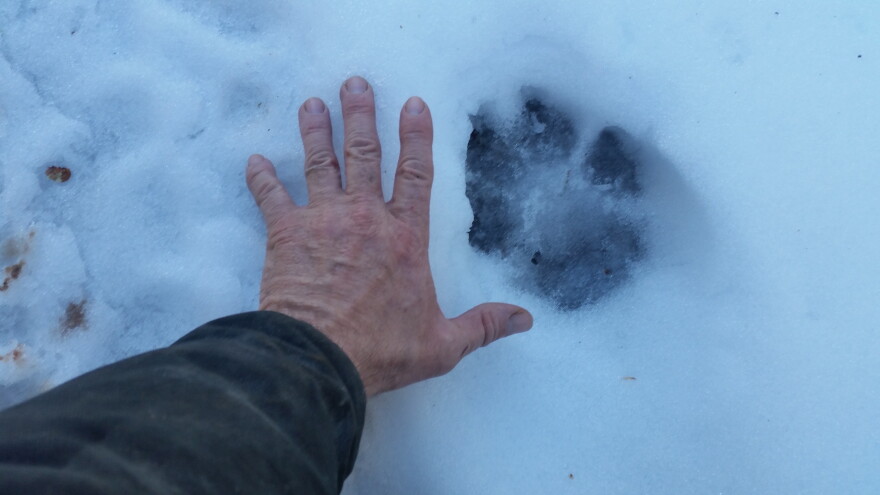 Dustin Soyring's hand reaches down next to wolf paw in snow to compare size. Soyring said even if a wolf doesn't kill his livestock, the stress of being chased has made his cows less hearty.