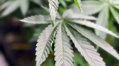 A marijuana plant grows on July 23, 2024.