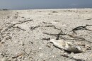 On Sunday, August 5, thousands of dead fished washed onto Anna Maria Island in Manatee County due to a red tide aglae bloom that's creeping more and more north of the state's west coast. 