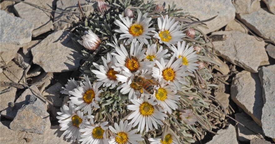  Townsendia Hookeria also known as the Easter Daisy with a bee in Boulder’s Six Mile Fold.