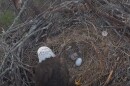 While one of its parents tends to it, E26, freshly hatched and fully out of its shell, waits for a feeding. The eaglet, produced by F23 and M15 in a nest along Bayshore Drive in North Fort Myers, is the first of two eggs to hatch.