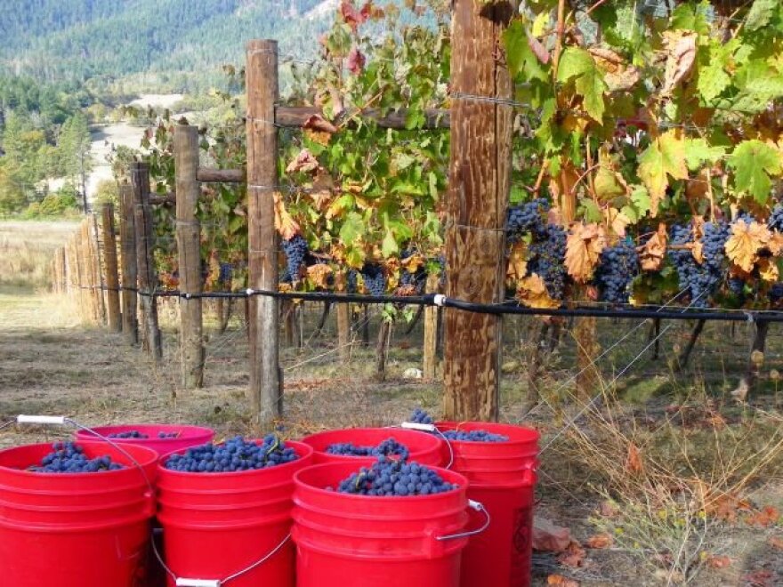 Harvest time at Red Lily Vineyards.