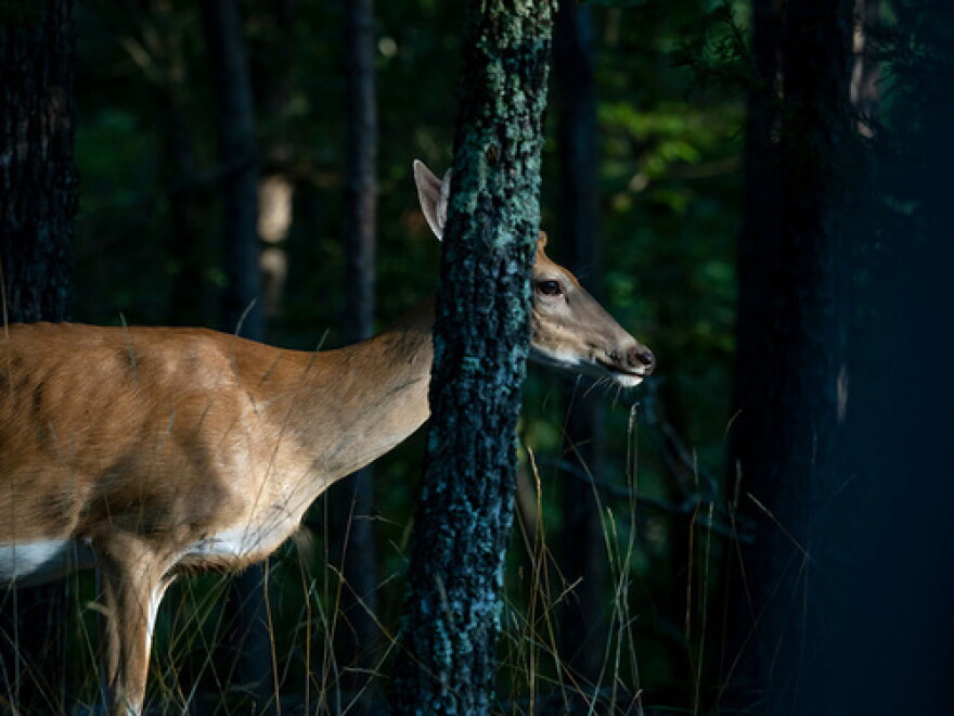 There are hundreds of thousands of deer in Oklahoma.