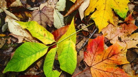 Close-up of leaves on the ground
