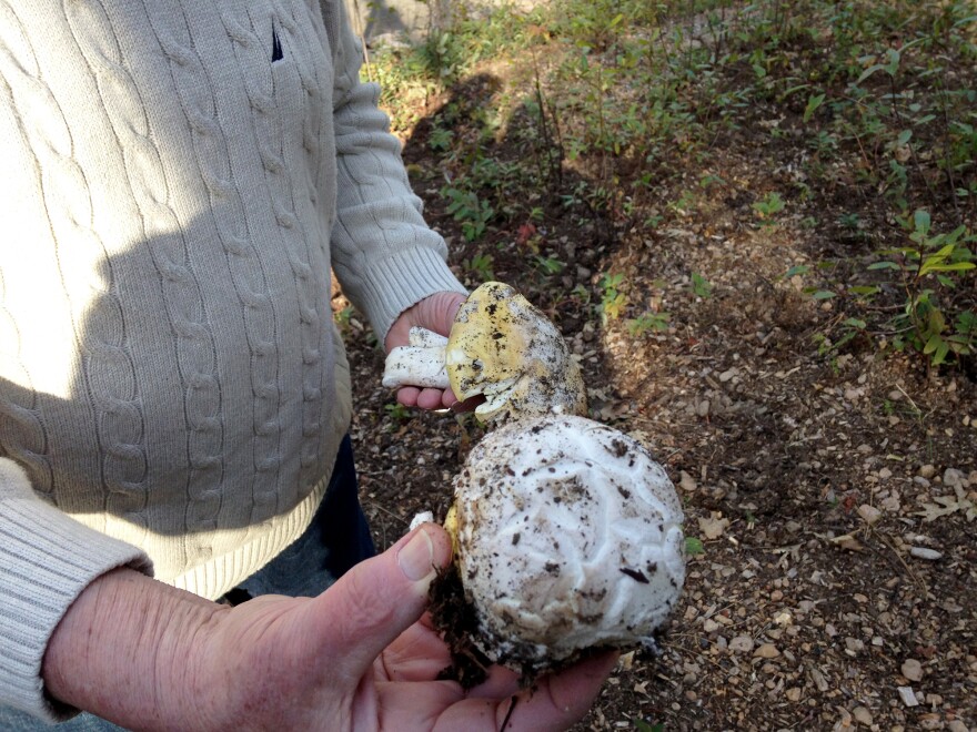 Romano Marcucci shows off the coccolis he unearthed.