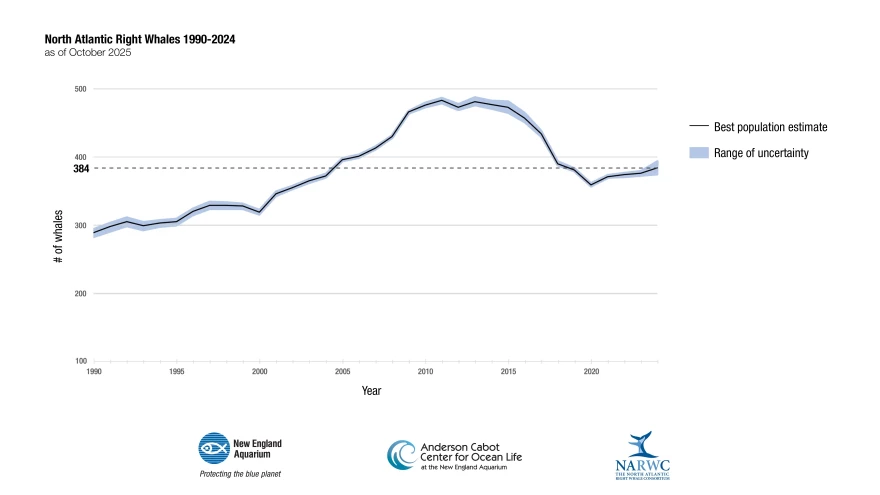 Right whale population numbers 1990-2024.
