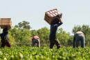 Farmworkers picking strawberries