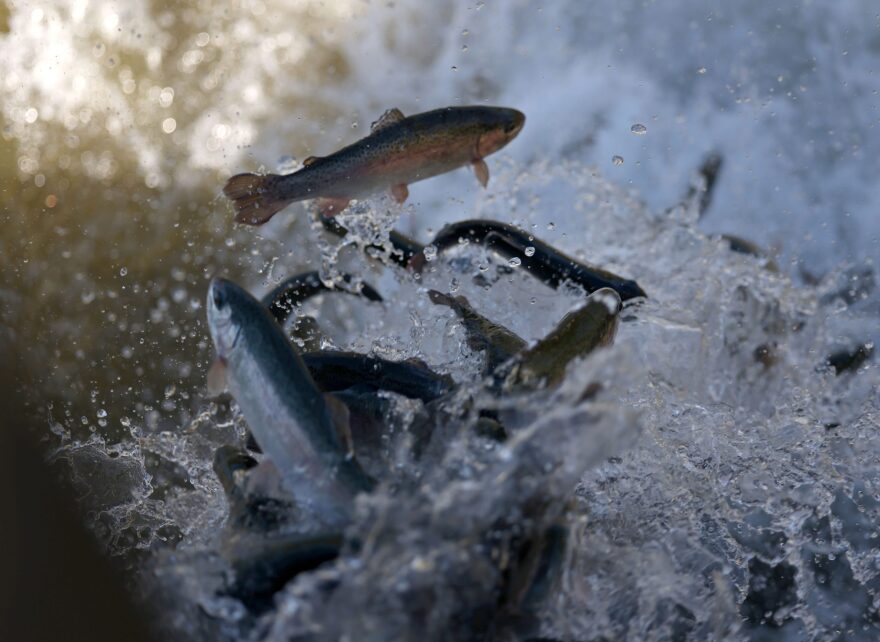 Fish in water