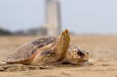 A loggerhead turtle returns to the ocean after laying eggs on the beach.