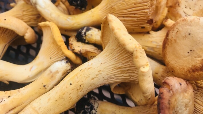Golden chanterelle mushrooms are a prized edible variety found in Minnesota forests.