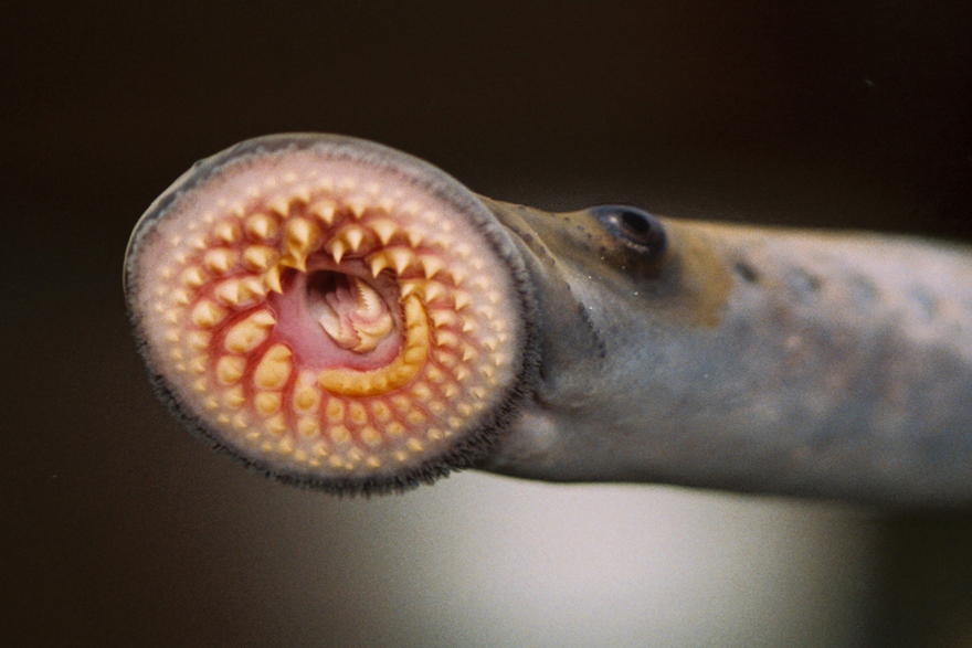 Sea lamprey decimated popular Great Lakes fish from the 1920s to the 1950s. Since then, the Great Lakes Fishery Commission has been applying a pesticide to keep the invasive species from reproducing.