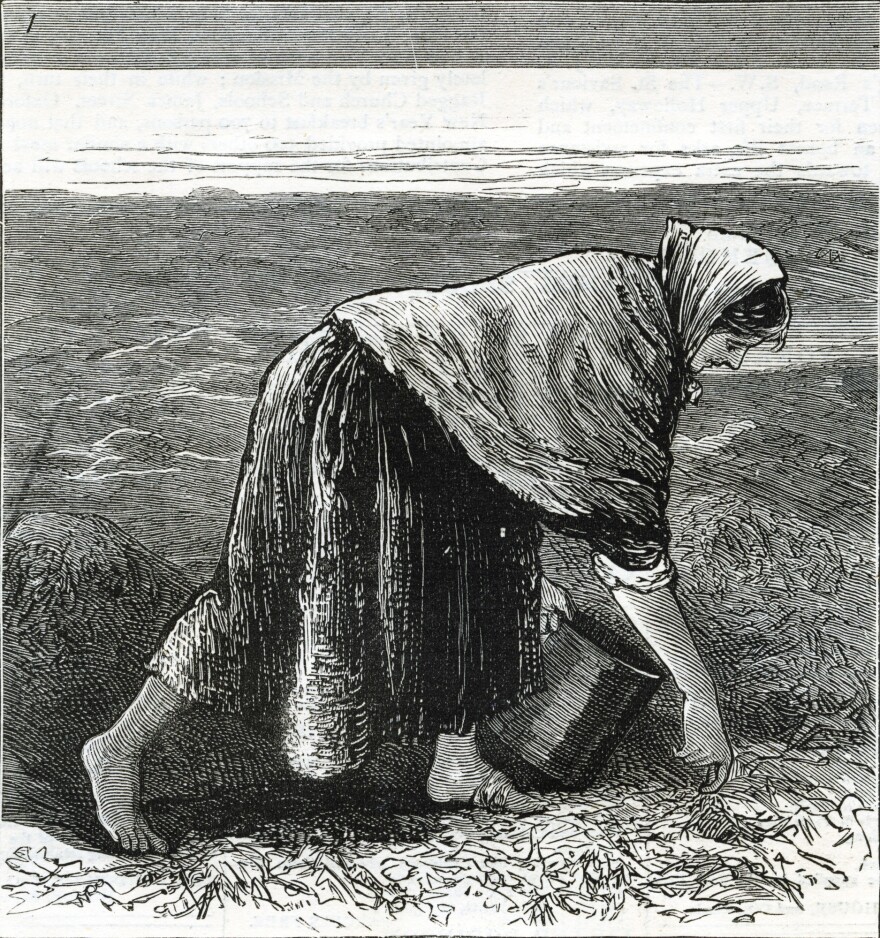 Famine in Ireland: An illustration from 1879 shows an Irish woman collecting seaweed along the coast.