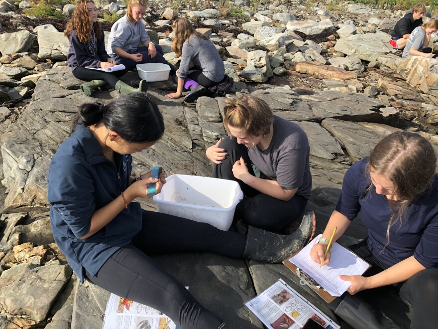 Students in the Gulf of Maine Field Studies class at Kennebunk High School dig for crabs in Cape Porpoise in September.