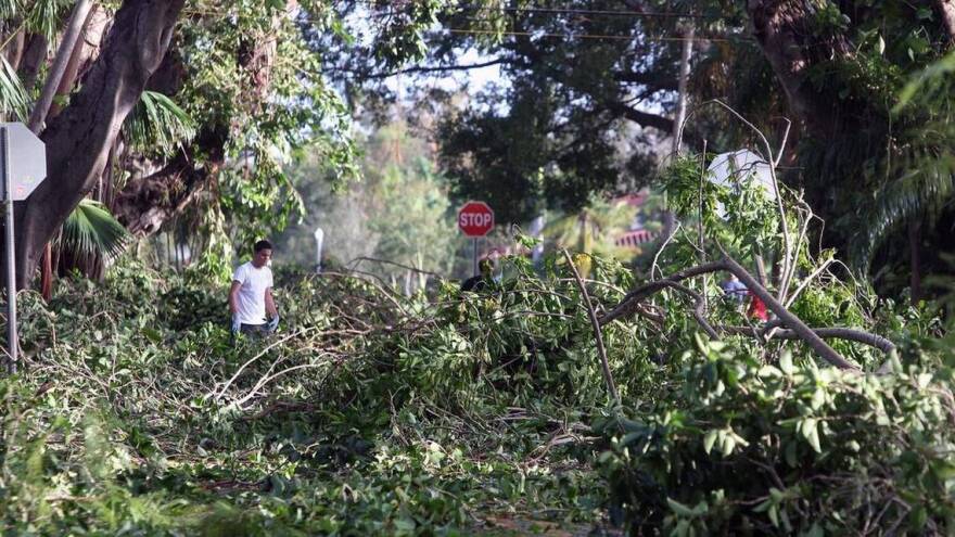  Downed trees and branches, like these in Coral Gables, delayed the restoration of power after Hurricane Irma.