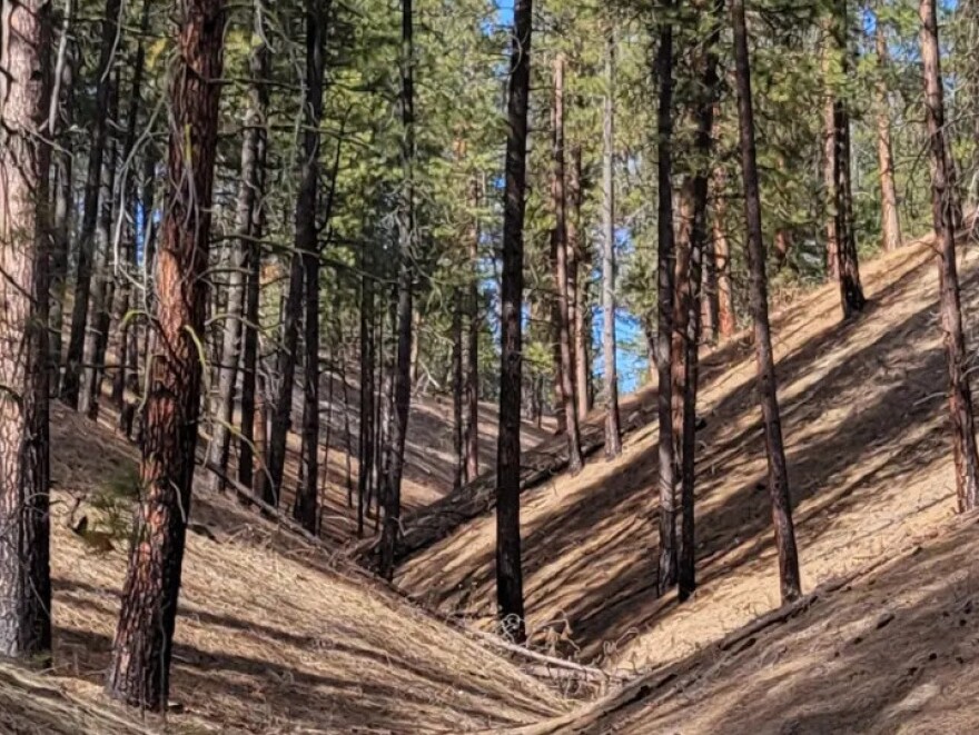 Ponderosa pine trees shade the climb through the Little Pend Oreille National Wildlife Refuge.