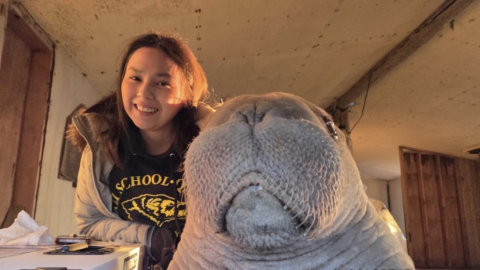 Violet Anniskett and Annautaq, an orphaned Pacific walrus calf she helped rescue near Point Lay, seen through the window of a shelter cabin.