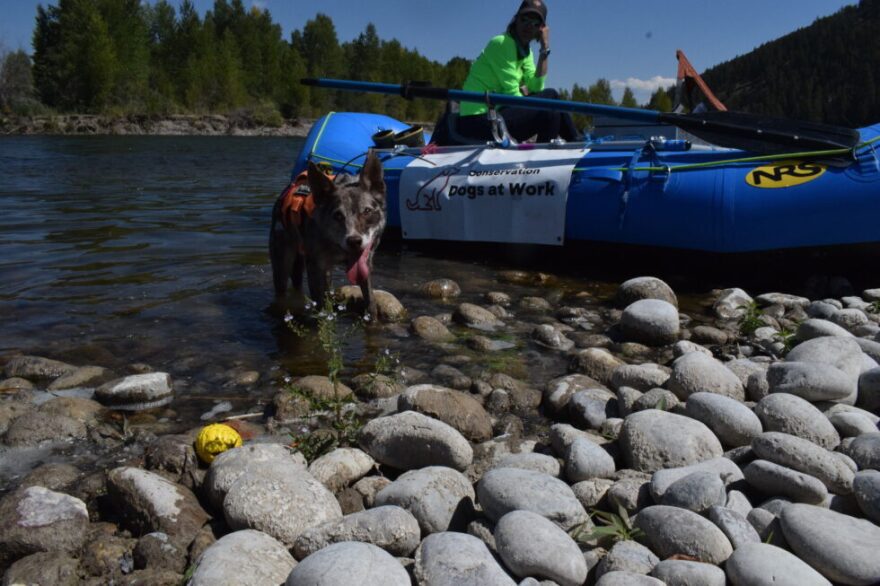 Fenton, a border-collie mix, found a home with Working Dogs for Conservation in Missoula, Montana, after missing the cut to become a disaster search dog in California. His reward for a job well done is a squishy yellow ball he places at the feet of anyone willing to give it a toss.