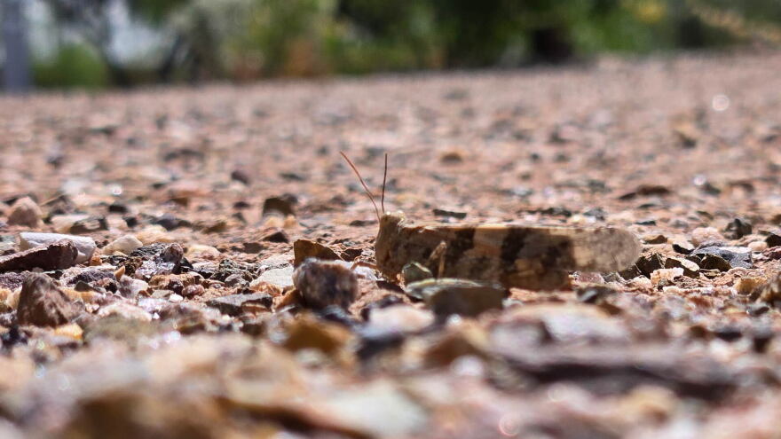 Desert grasshopper