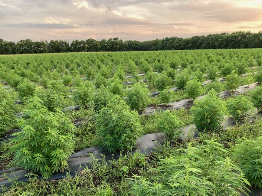  Hemp grows at Sunnyland Kansas, a hemp company with farms and processing facilities in Kansas and Oregon. In the first nation-wide survey of its kind, the USDA found farmers harvested about 33,000 acres of hemp plants like these in 2021.