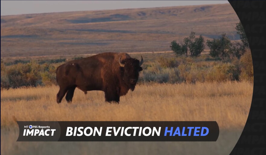 A screen capture shows a bison facing the camera standing in golden grass in front of a bare prairie hillside. The Montana PBS Reports: IMPACT logo is overlaid, along with the words "Bison eviction halted".