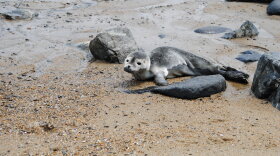 A seal pup of the Gulf of Maine sporting grey and white fur, rests on the wet beach sand between two gray rocks about the size of it's body. To the .JPG