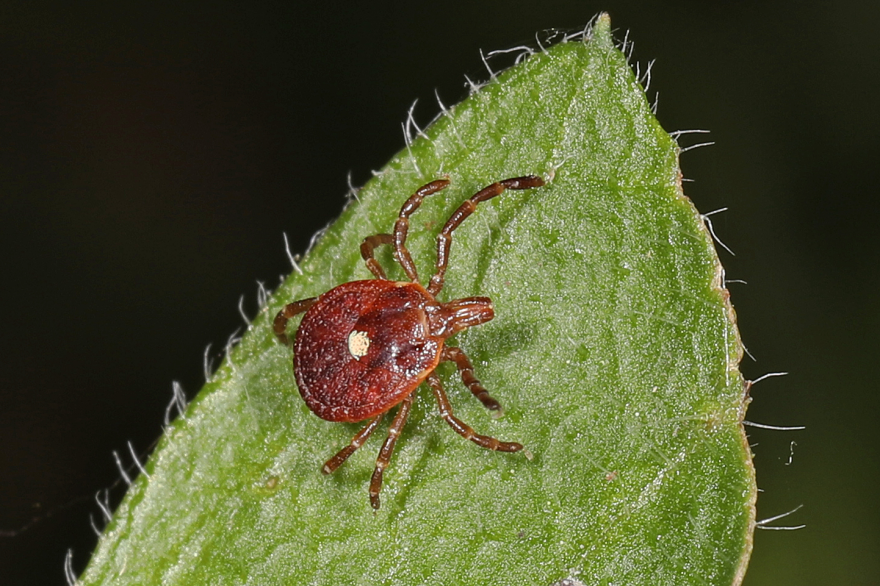 The lone star tick is one of three main disease-carrying ticks in Indiana — along with the black-legged tick and the American dog tick. This tick doesn't carry Lyme disease but can carry other diseases like ehrlichiosis.