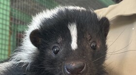 Squirt, the skunk, moved to the Florida Keys in January 2023, joining the herd of animals at the Monroe County Sheriff's Office Animal Farm.