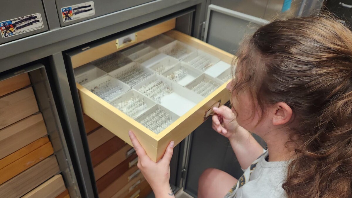 Invasive Asian needle ant confirmed in Missouri
