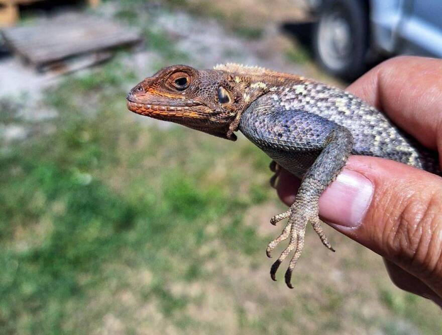 The colorful head of the Peter’s rock agama, which has spread across Florida, sets it apart from native lizards. It can range from red to orange. The colorful head of the Peter’s rock agama, which has spread across Florida, sets it apart from native lizards. It can range from red to orange.