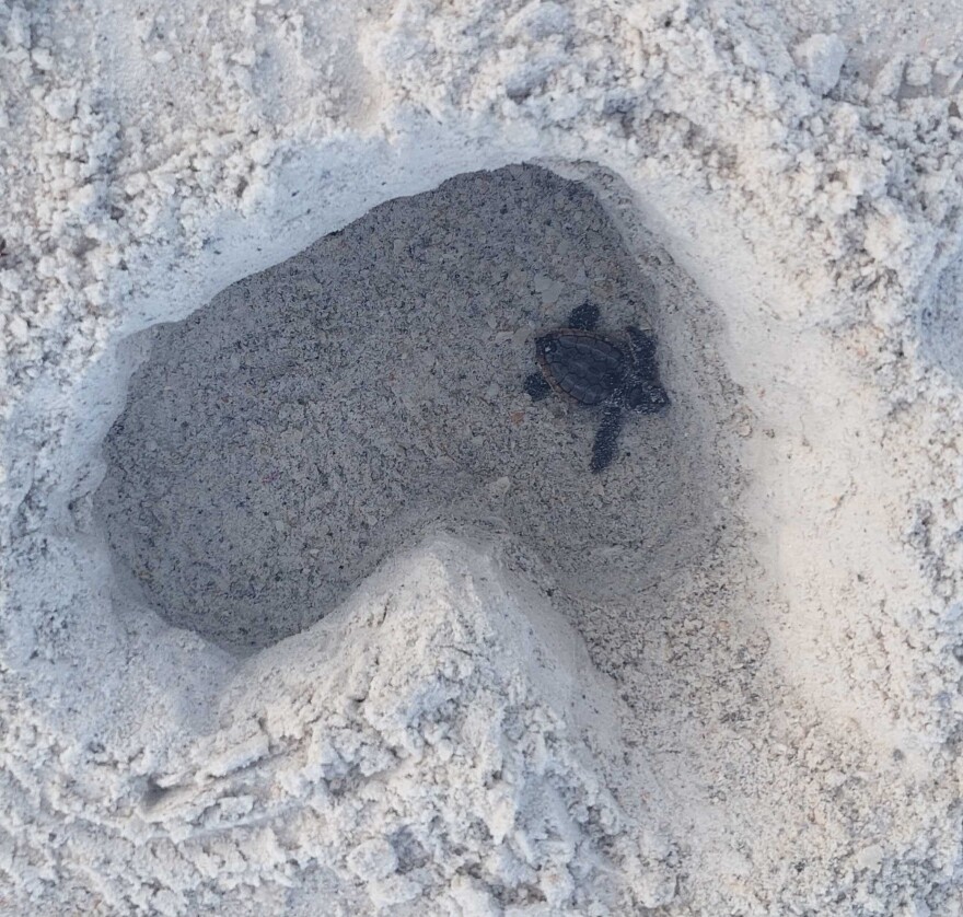 A sea turtle hatchling stuck in a heart-shaped hole in the sand.