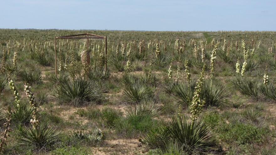 Yucca plants in bloom