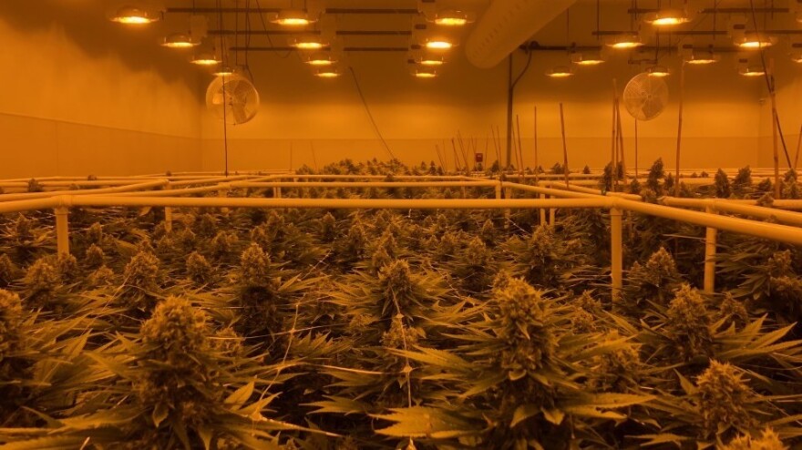 Sira Naturals marijuana growing facility in Milford, Mass.