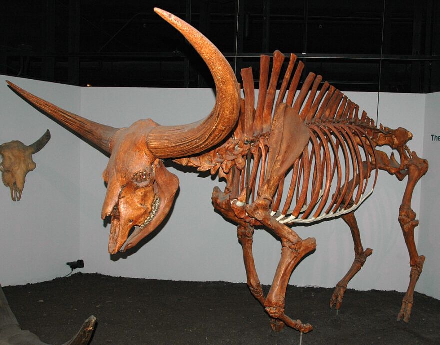 Bison latifrons fossil.