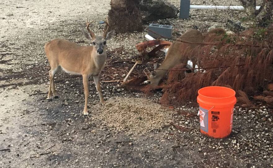 key_deer_feeding.jpg