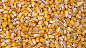 Poet says production is being cut at half of its 28 plants where corn is processed into ethanol.