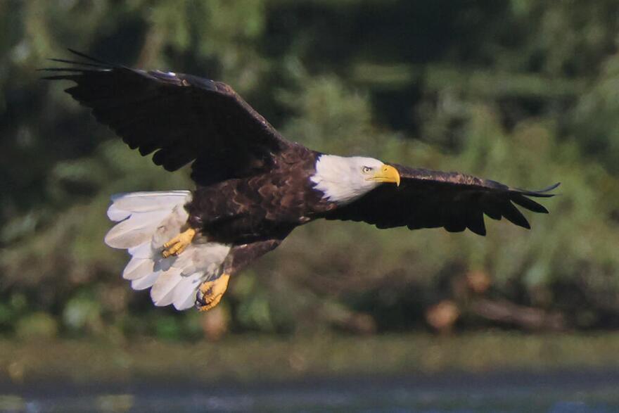 A bald eagle populates Croons Lake on September 12, 2024 in Massapequa, New York. The Long Island region provides a welcome habitat to a host of wildlife. (Bruce Bennett/Getty Images)