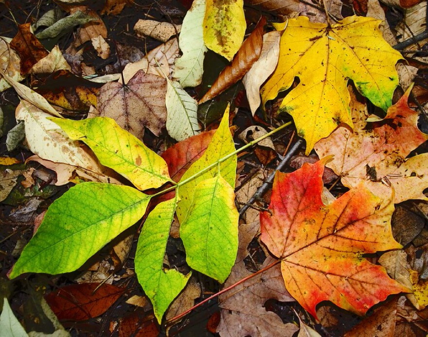 Close-up of leaves on the ground