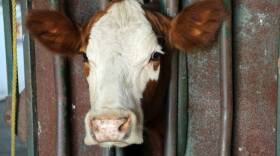 Tauer's 80-acre farm is split between crop fields and pastures for the cows.