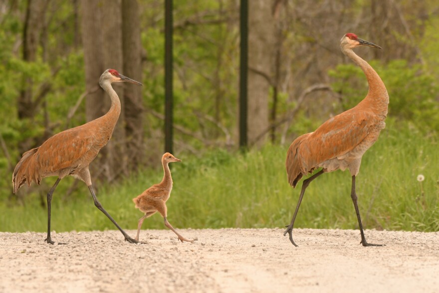 michigan sand hill cranes