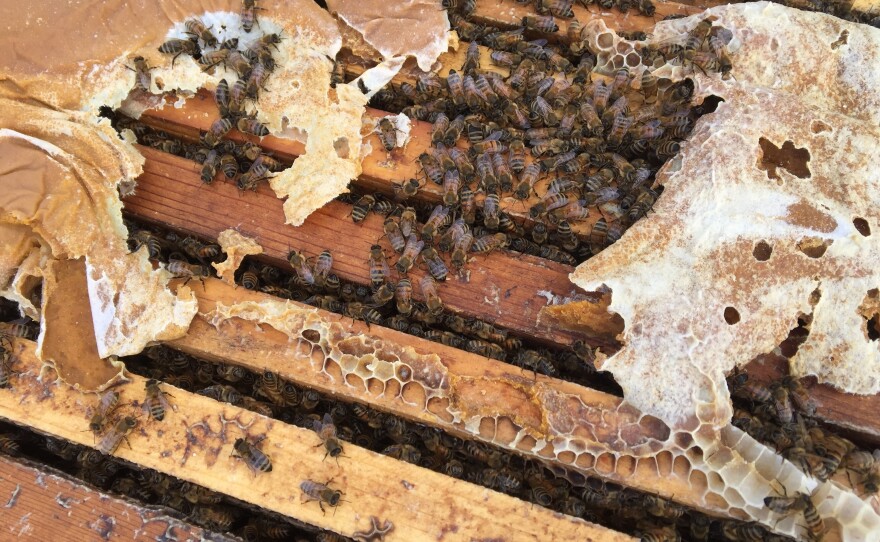 A healthy hive able to pollinate has at least eight frames mostly covered in bees on both sides. But the fear this year is that there will be many weaker hives put into California almond orchards for pollination because so many hives have died across the country.
