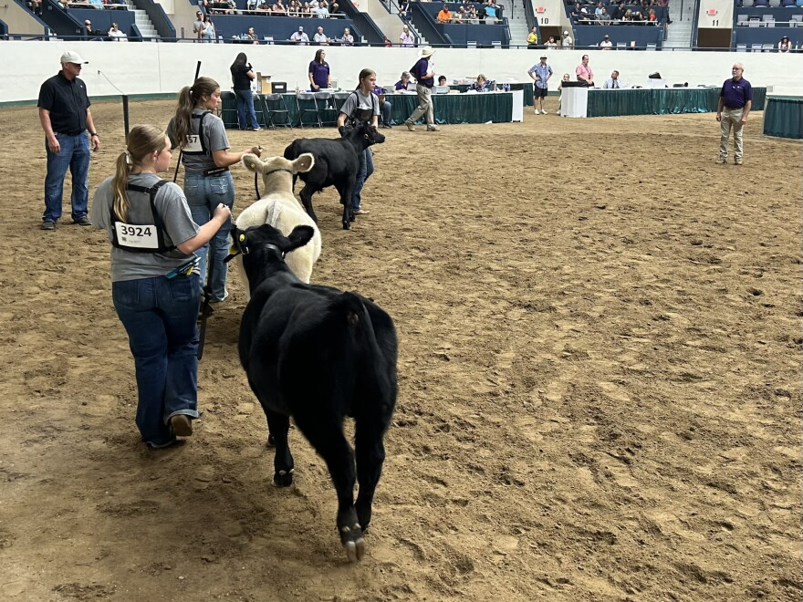 Madalynn Wendorf, 13, of Beltrami County wears the competition number 3924 while showing her prospect calf at the Minnesota State Fair in St. Paul on Aug. 28, 2026.