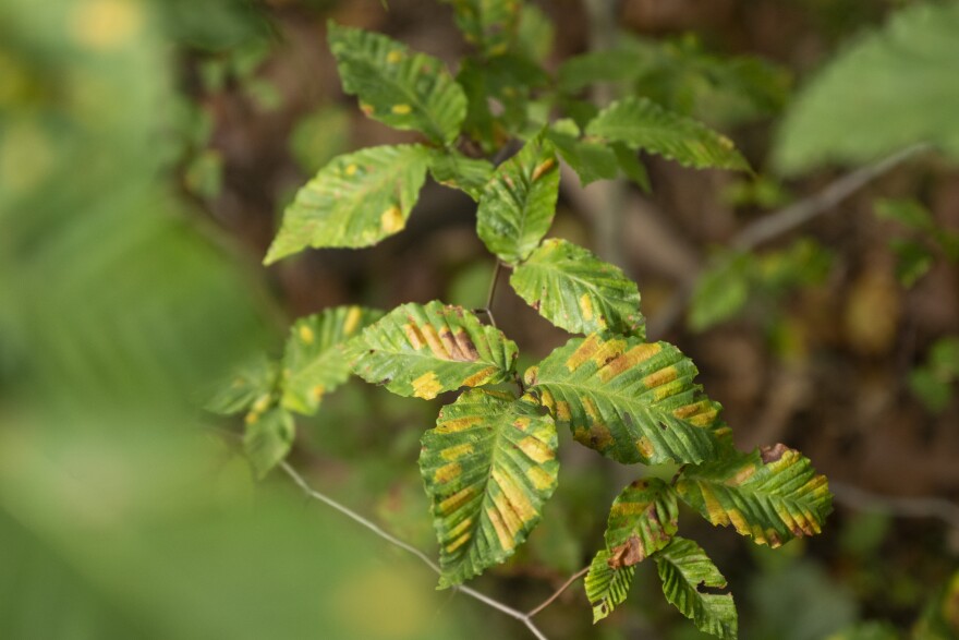 Gone with the wind: Beech leaf disease spreads in New England, but these CT scientists could halt it