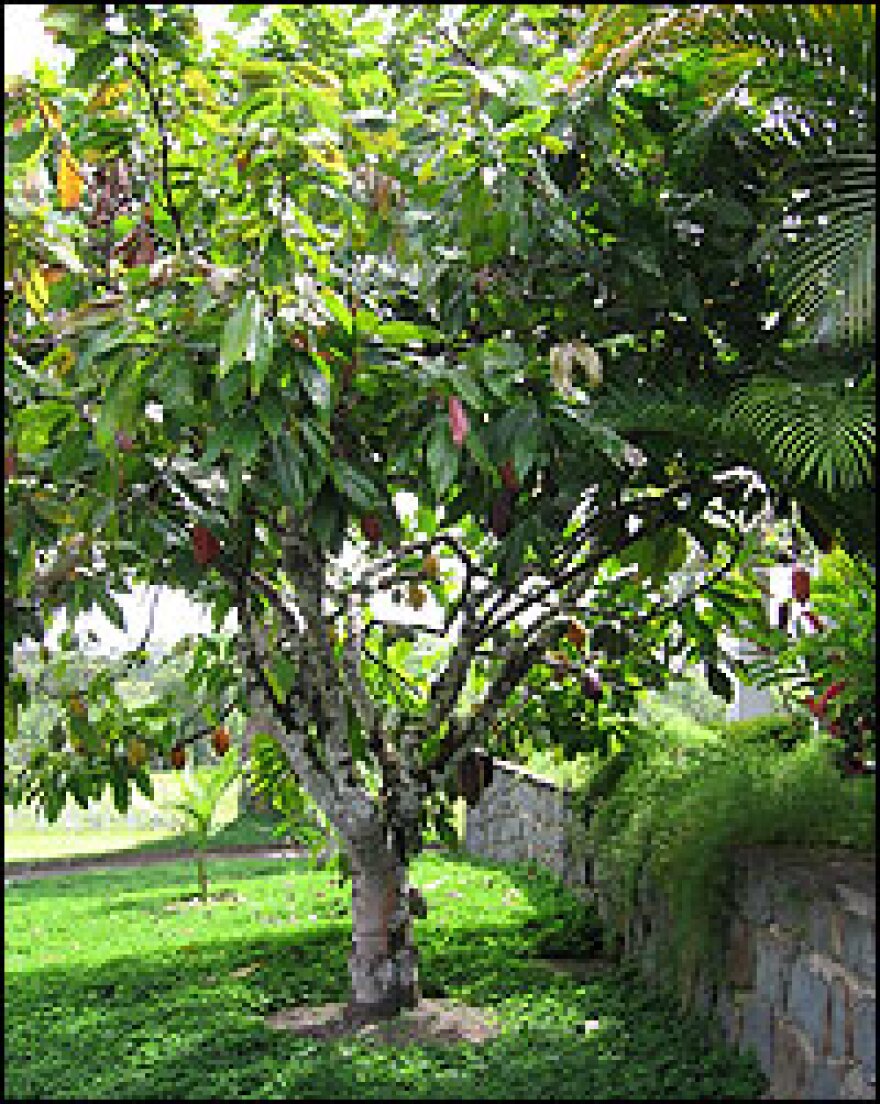 A cacao tree in a yard in eastern Brazil.