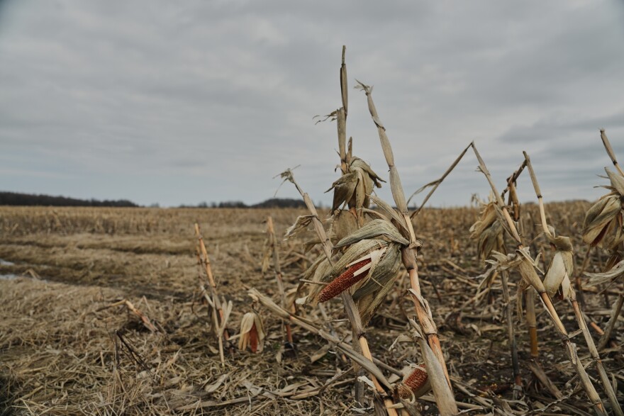 A stalk of corn from last season stands in a field Tuesday, March 10, 2026, in Canfield, Ohio.