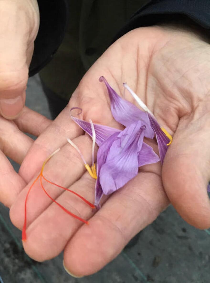 Dr. Margaret Skinner shows the deep orange threads of saffron separated from the petals.