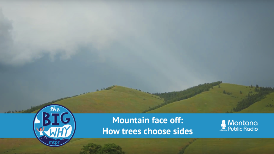 A photo of a mountain landscape in the spring shows bare south facing slopes alternating with wooded north facing slopes on Mount Sentinel in Missoula, MT. An overlay shows The Big Why logo and the text: Mountain face off: How trees choose sides.
